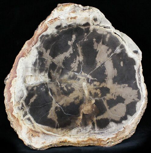 Petrified Wood Round From Oregon - Cyber Monday Deal! #24194